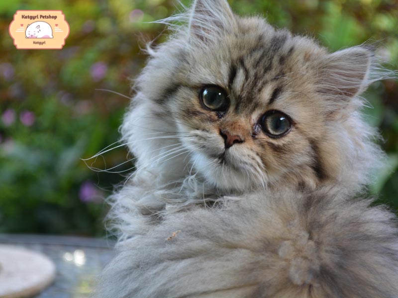 Mèo Ba Tư yêu kiều và đầy kín đáo.