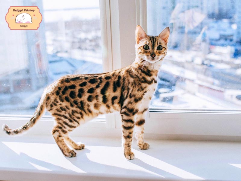 Mèo Bengal có bộ lông giống báo rừng