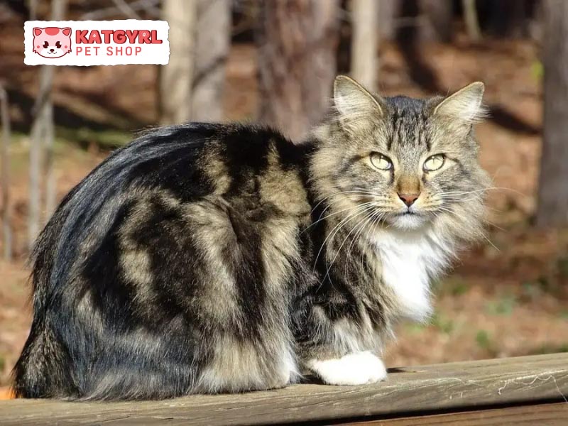 Mèo Bobtail được nhân giống tại nhiều quốc gia khác nhau