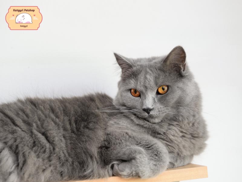 Mèo Chartreux màu xám có đôi mắt màu nâu đỏ đặc trưng