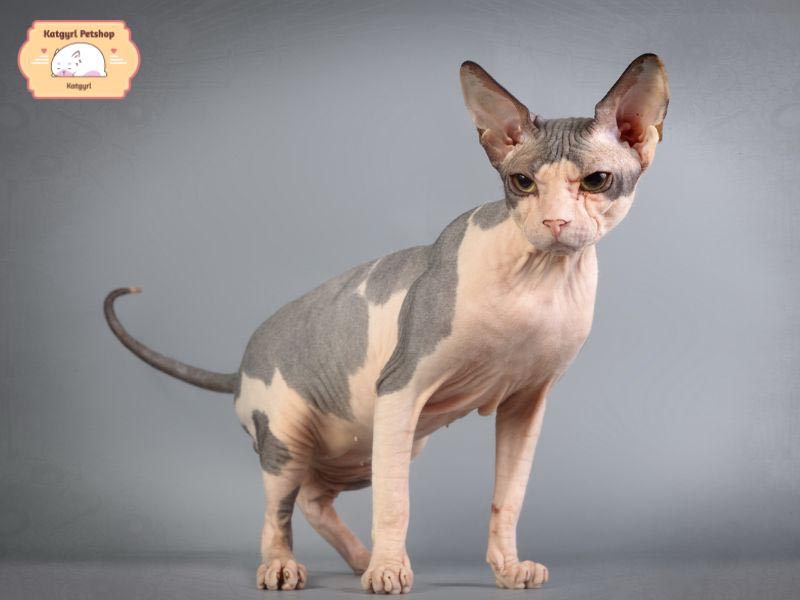 Mèo Donskoy không lông thân hình cân đối, mềm mại