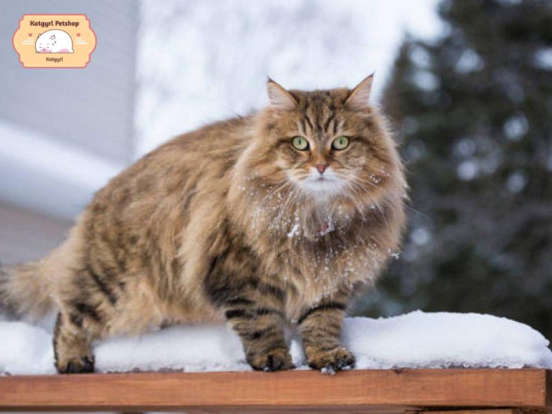 Mèo Siberian - Giống mèo Nga chịu lạnh giỏi nhất trên thế giới