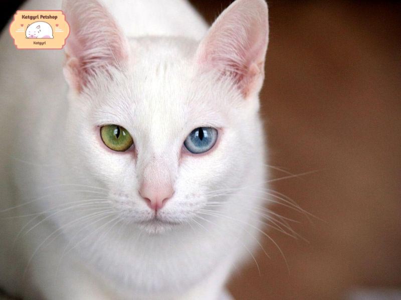 Mèo Khao Manee mắt 2 màu cuốn hút, độc đáo