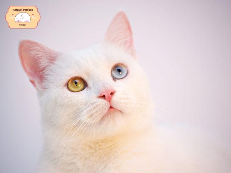 Mèo Khao Manee mắt 2 màu được rất nhiều người yêu thích