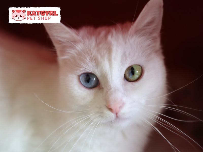 Mèo Khao Manee sở hữu bộ lông trắng muốt tuyệt đẹp