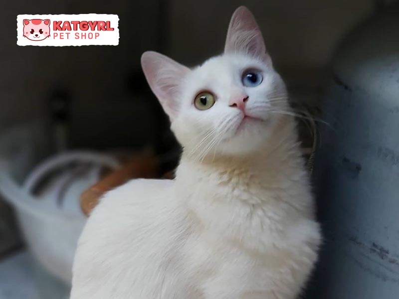 Mèo Khao Manee trưởng thành nặng từ 4 - 6 kg