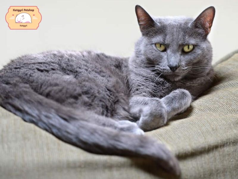 Mèo Korat có bộ lông màu xám xanh pha bạc đặc biệt ấn tượng