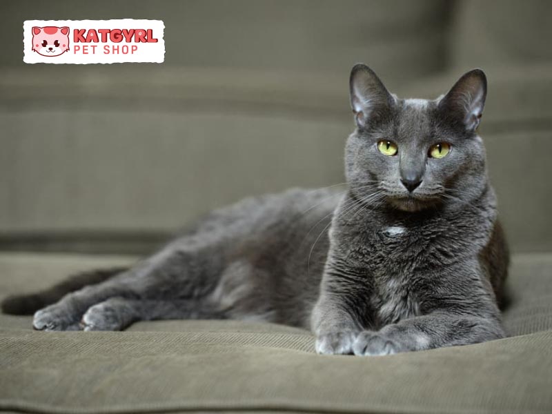 Mèo Korat có đôi mắt màu xanh nổi bật