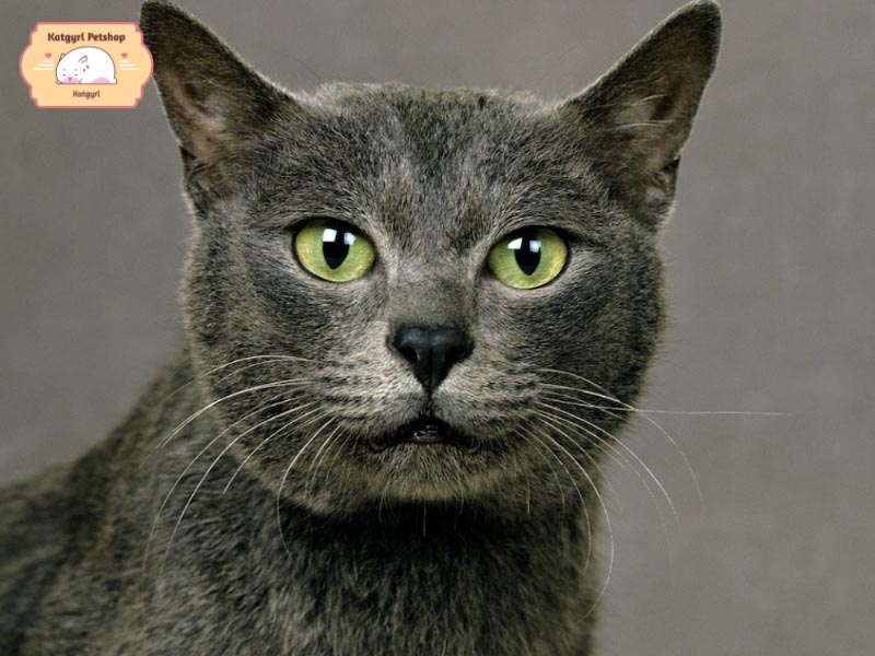 Mèo Korat là một trong những giống mèo lâu đời và thuần chủng nhất