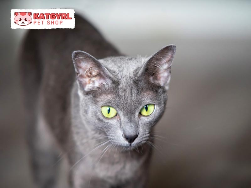 Mèo Korat sở hữu bộ lông có ánh bạc ở đầu ngọn giúp chúng thu hút lộng lẫy