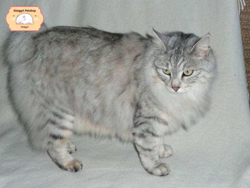 Mèo Kurilian Bobtail là giống mèo cảnh phổ biến được rất nhiều người yêu thích