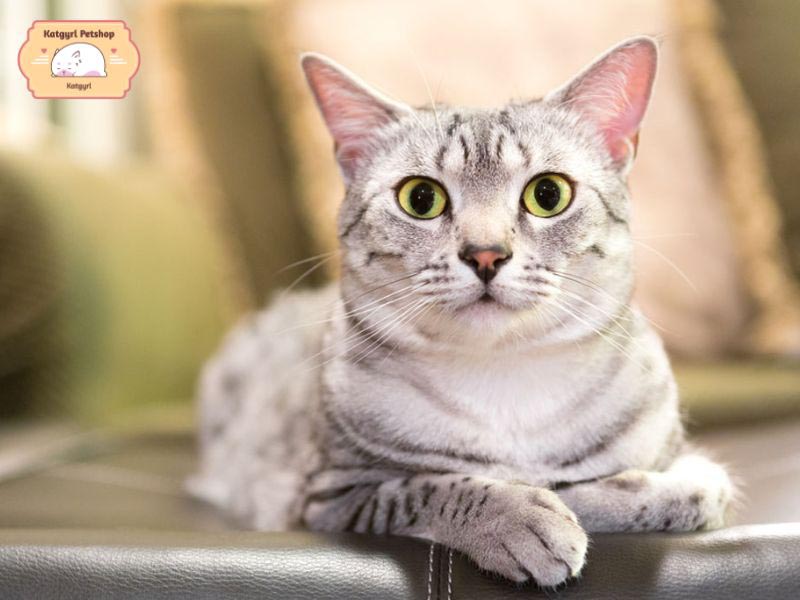 Mèo Mau Ai Cập sống rất tình cảm, trung thành với chủ nhân