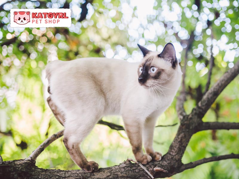 Mèo Mekong Bobtail thích hợp trong ngôi nhà có khoảng sân vườn
