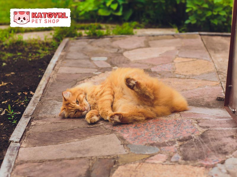 Mèo Mekong Bobtail thông minh, hòa đồng và thích pha trò