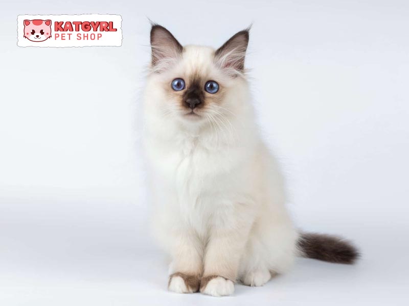 Mèo Miến Điện là giống “mèo thần” sở hữu đôi mắt siêu đẹp, ngoại hình đáng yêu 