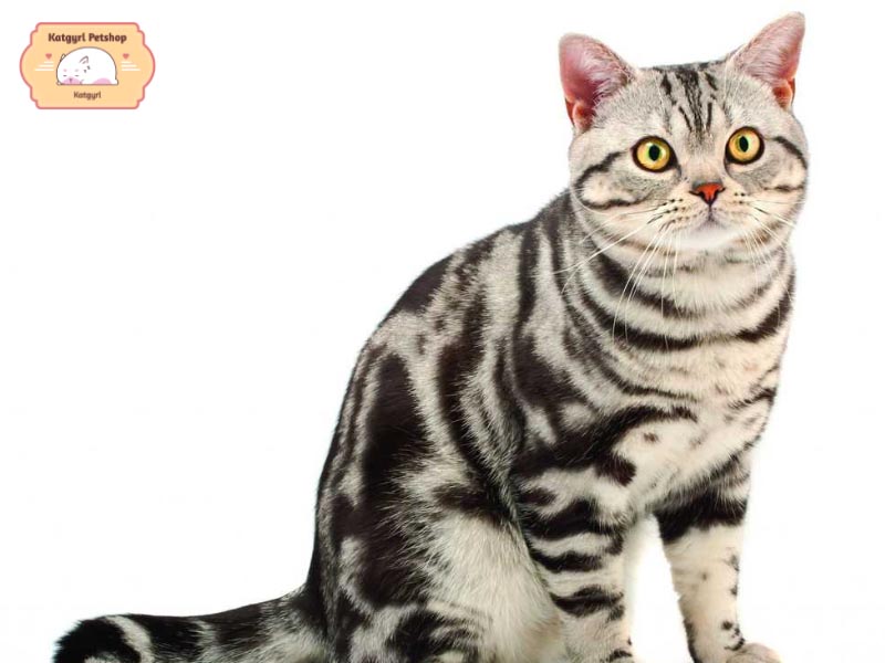 Mèo Mỹ lông ngắn sở hữu ngoại hình siêu xinh