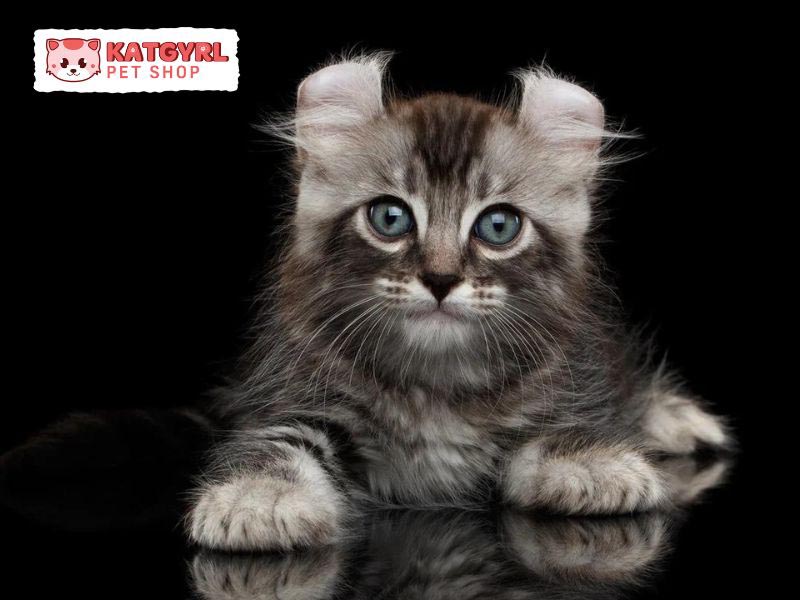 Mèo Mỹ tai xoắn American Curl sở hữu sức khỏe tốt, ít ốm đau bệnh vặt