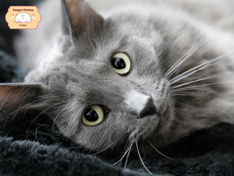 Mèo Nebelung có bộ lông dày màu xanh xám và đôi mắt xanh lục sáng xinh đẹp