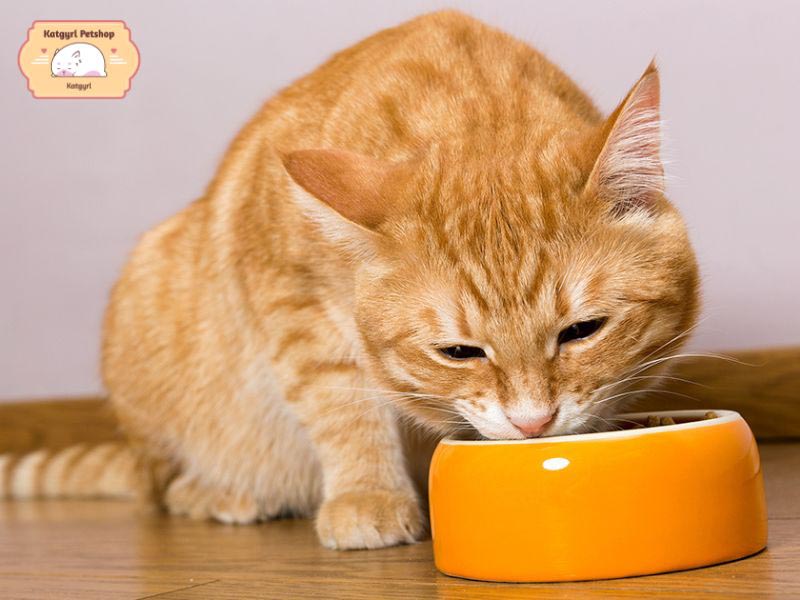 Mèo Nga khá dễ ăn, bạn có thể chọn thức ăn đóng hộp, hạt đầy đủ chất dinh dưỡng