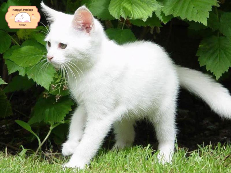 Mèo Nga lông trắng thông minh và hiền lành.
