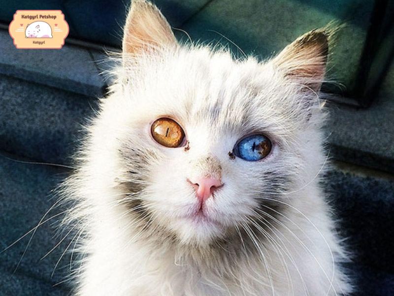 Mèo Nga mắt 2 màu dị biệt cuốn hút
