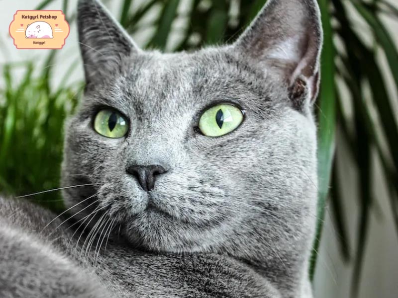 Mèo Nga màu xám có đôi mắt xanh biếc như ngọc lưu ly ấn tượng