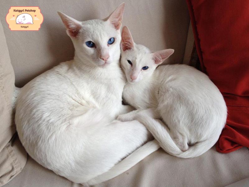 Mèo Oriental lông ngắn trắng rất gắn bó và trung thành với chủ nhân.