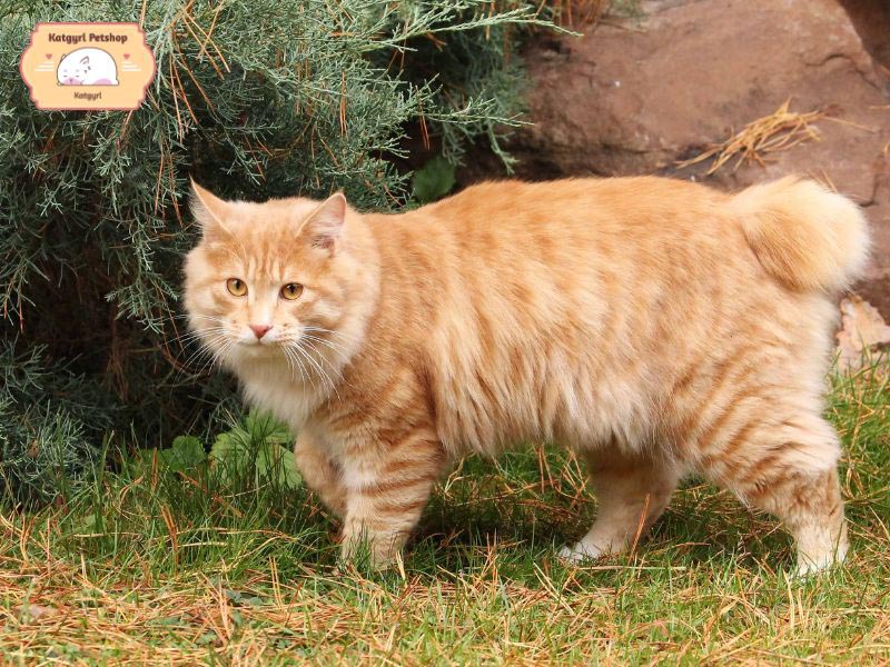 Mèo Karelian Bobtail nhìn hoang dã nhưng tính cách khá ôn hòa, dễ thường