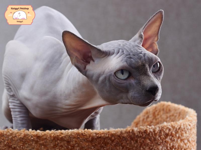 Mèo Peterbald màu xám có đặc trưng dễ nhận biết là chúng trông giống như không có lông