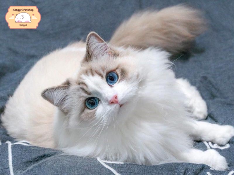 Mèo Ragdoll lông trắng đầy quyến rũ với đôi mắt xanh đặc trưng.
