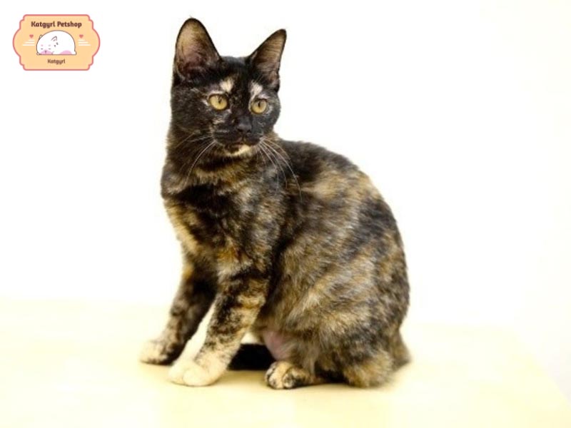 Mèo Sabi Neko là mèo mai rùa có bộ lông 2 màu lốm đốm