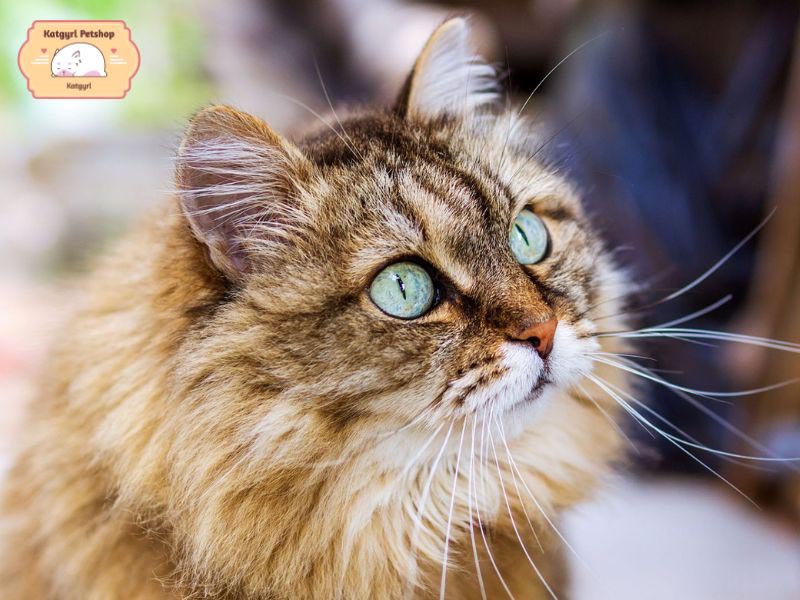 Mèo Siberian là một giống mèo đẹp với gương mặt dễ gây thiện cảm, đặc biệt là đôi mắt to tròn lấp lánh