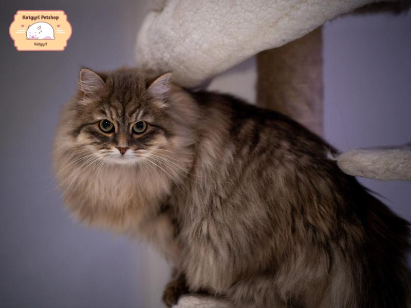 Mèo Siberian sở hữu bộ lông dày đẹp, vóc dáng săn chắc và chân khỏe