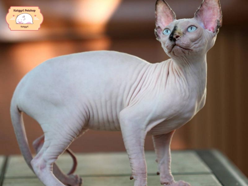 Mèo Sphynx có tính cách hòa đồng trái ngược hẳn với vẻ bề ngoài của chúng.