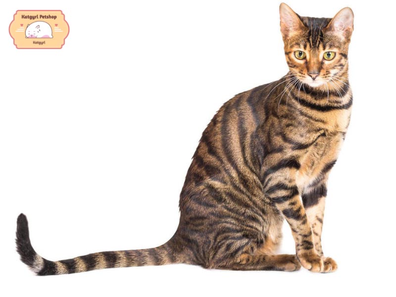 Mèo Toyger sở hữu vóc dáng thon gọn, săn chắc chỉ từ 3 - 7 kg tùy giới tính và chế độ dinh dưỡng
