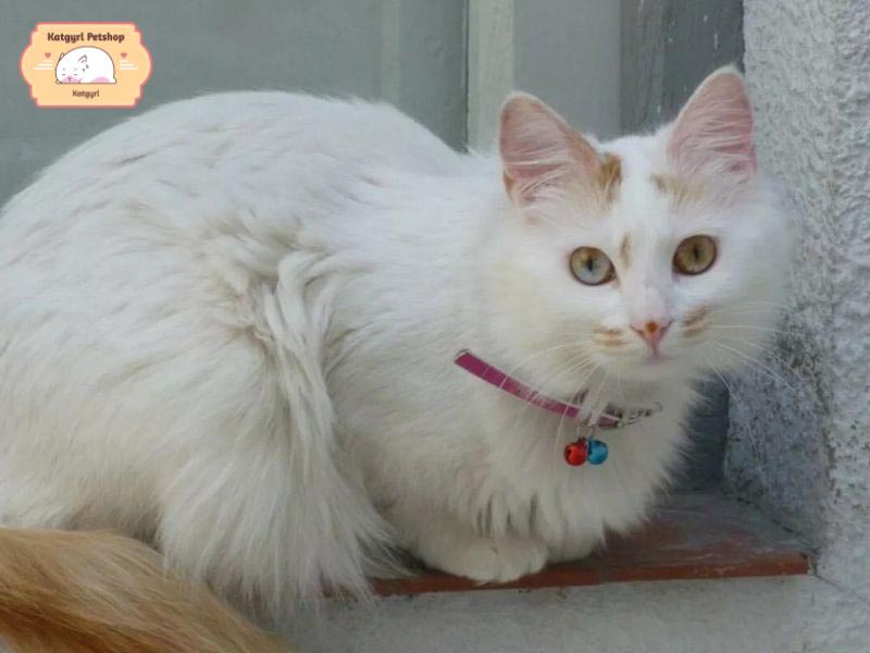 Mèo Turkish Van có bộ lông dài, mềm mịn, đa dạng màu sắc