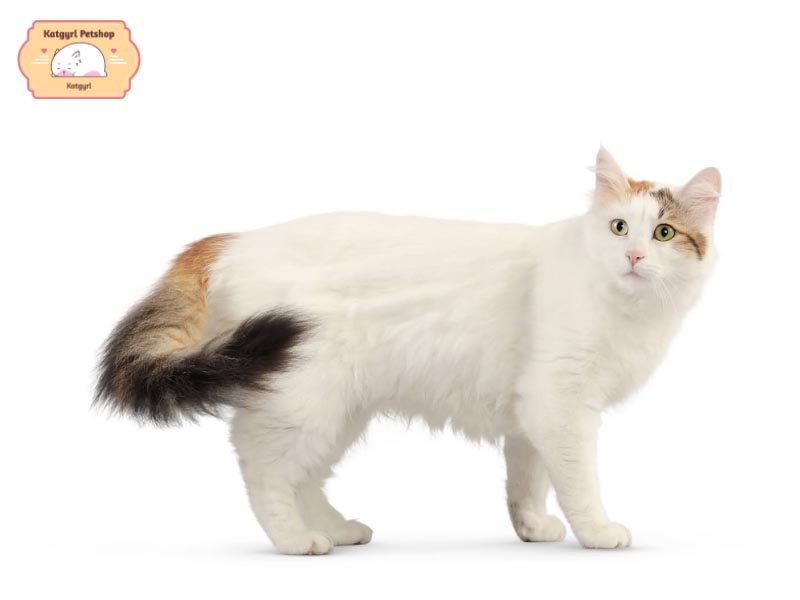 Mèo Turkish Van sở hữu bộ lông đặc biệt