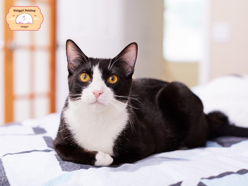 Mèo Tuxedo có nhiều kiểu tính cách khác nhau