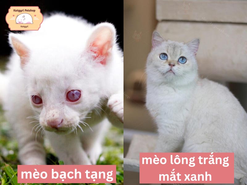 Mèo bạch tạng thường có đôi mắt màu hồng phớt