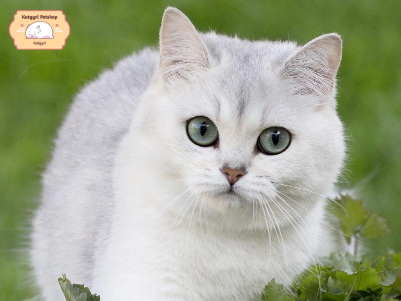 Mèo có đôi mắt đẹp tuyệt