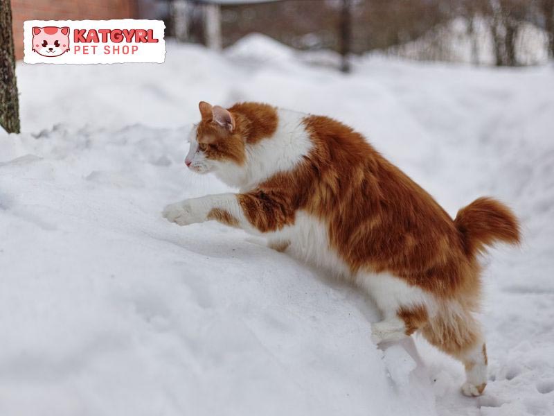 Mèo cộc đuôi Kuril trở thành một giống mèo cảnh rất được yêu thích trên thế giới