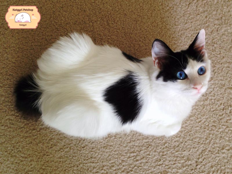 Mèo cộc đuôi Nhật Bản rất năng động và mạnh mẽ