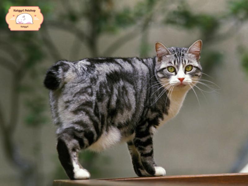 Mèo cộc đuôi là giống loài phổ biến nhất ở Nhật Bản