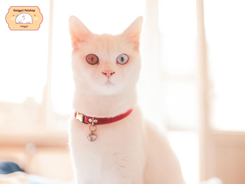 Mèo lông trắng cần được bảo vệ kỹ càng trước ánh nắng gay gắt.