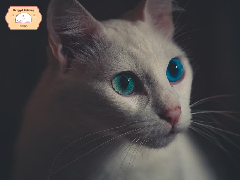 Mèo lông trắng mắt xanh có nguy cơ bị điếc cao hơn.