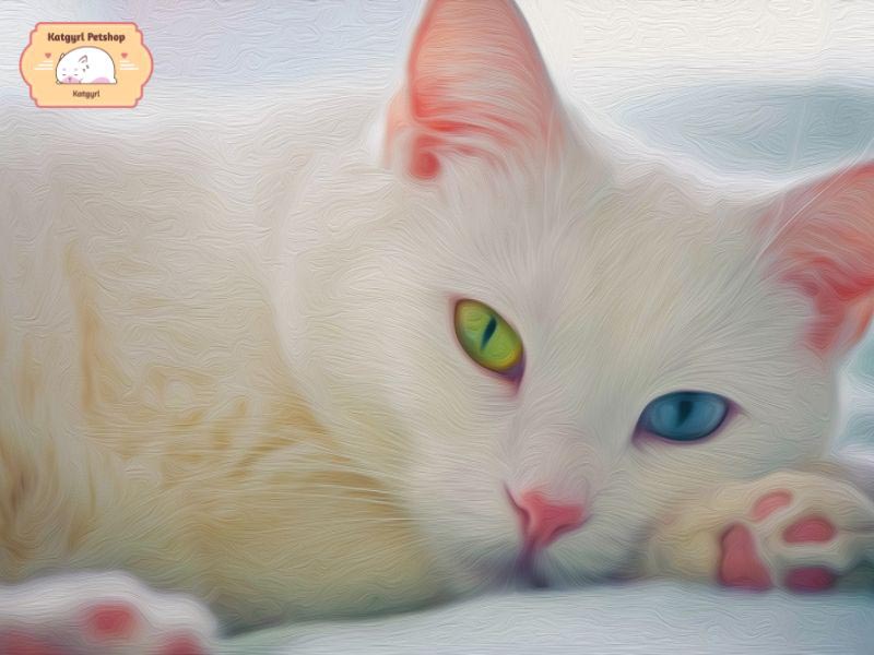 Mèo mắt 2 màu hoàn toàn không ảnh hưởng gì đến sức khỏe của chúng