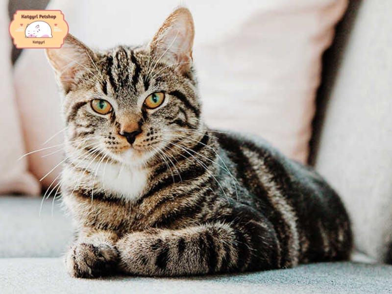 Mèo mướp với bộ lông sọc đặc trưng được xem là “tiểu hổ”