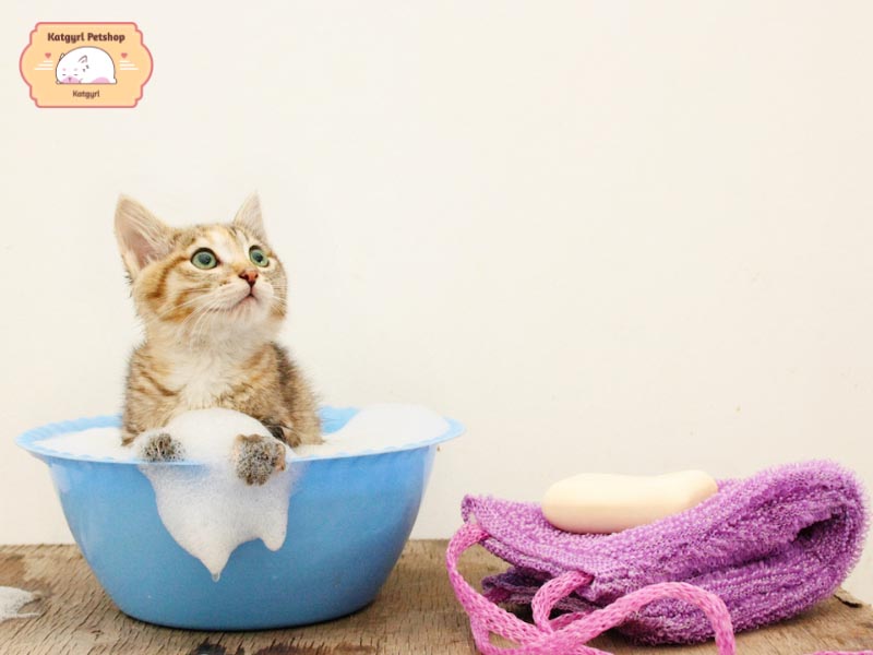 Tắm cho mèo từ 2 - 3 lần/ tháng