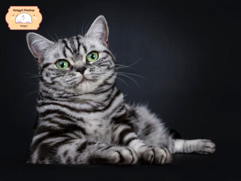 Mèo Anh lông ngắn Black Silver Tabby đa dạng họa tiết vòng tròn, vạch ngang