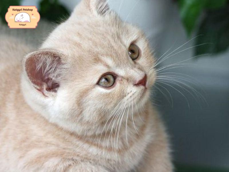 Mèo Anh lông ngắn Cream Tabby có lông màu kem với các vệt sọc, điểm hoặc đốm màu nâu hoặc đen trên lưng